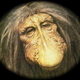 Illustration for article titled Jim Hensons Studio Readies The Dark Crystal Sequel For Pre-Production
